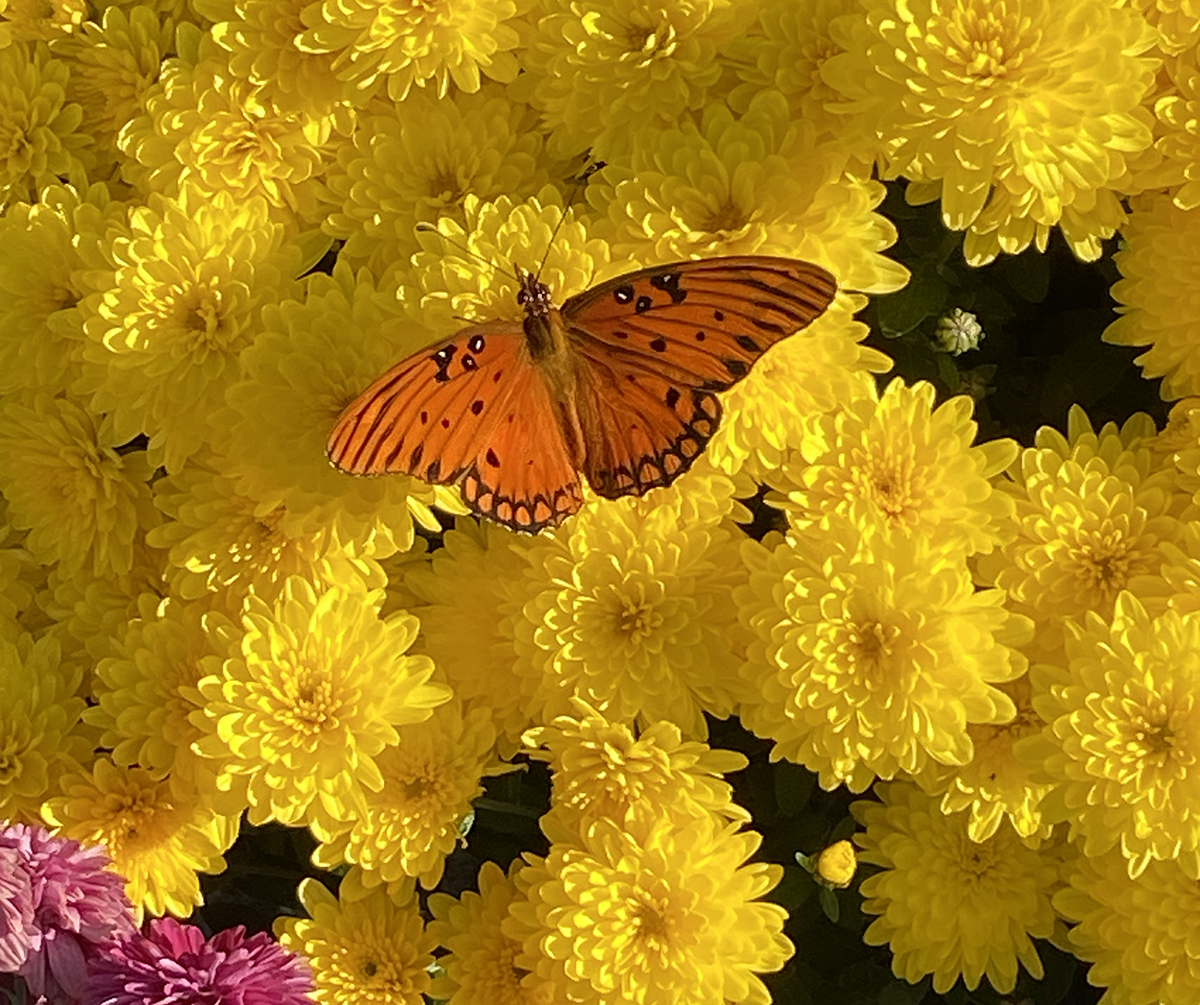 The orange color of this gulf fritillary, or Dione vanillae, contrasts against the yellow chrysanthemums. Photo: Heidi Skinner