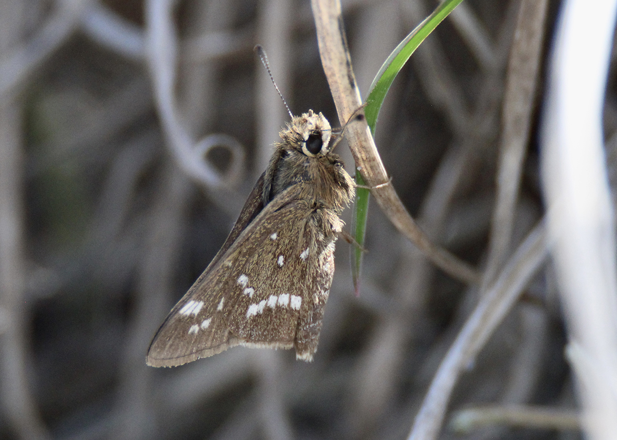 The crystal skipper is native only to the barrier islands of central North Carolina, aka the Crystal Coast in tourism marketing. Photo: Doug Rouse