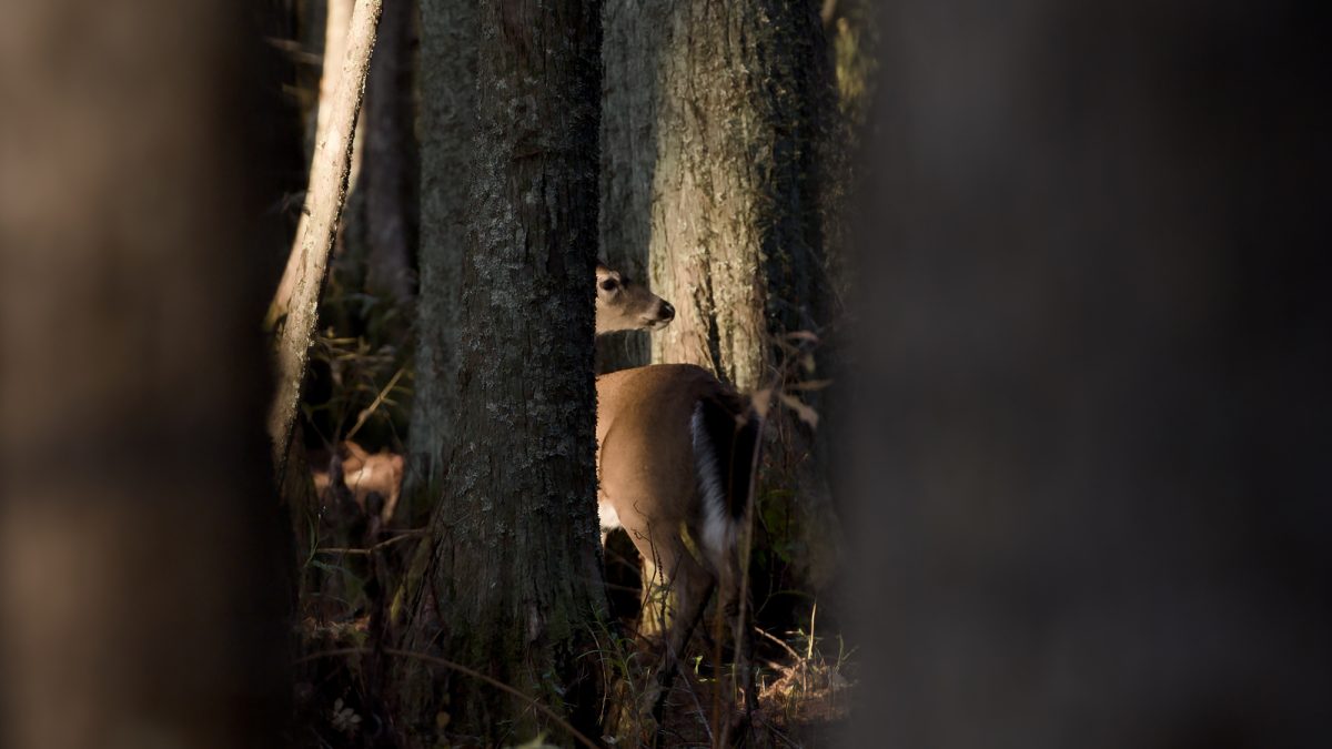 A recent visit to Mattamuskeet National Wildlife Refuge offered little in the way of migratory waterfowl viewing for which it's known but did yield this glimpse of a whitetail doe through the trees. The refuge, which was established in 1934, spans some 50,000 acres, including the 40,000-acre Lake Mattamuskeet, the largest natural lake in North Carolina. Photo: Kip Tabb