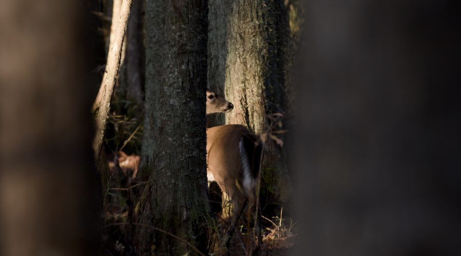 A recent visit to Mattamuskeet National Wildlife Refuge offered little in the way of migratory waterfowl viewing for which it's known but did yield this glimpse of a whitetail doe through the trees. The refuge, which was established in 1934, spans some 50,000 acres, including the 40,000-acre Lake Mattamuskeet, the largest natural lake in North Carolina. Photo: Kip Tabb