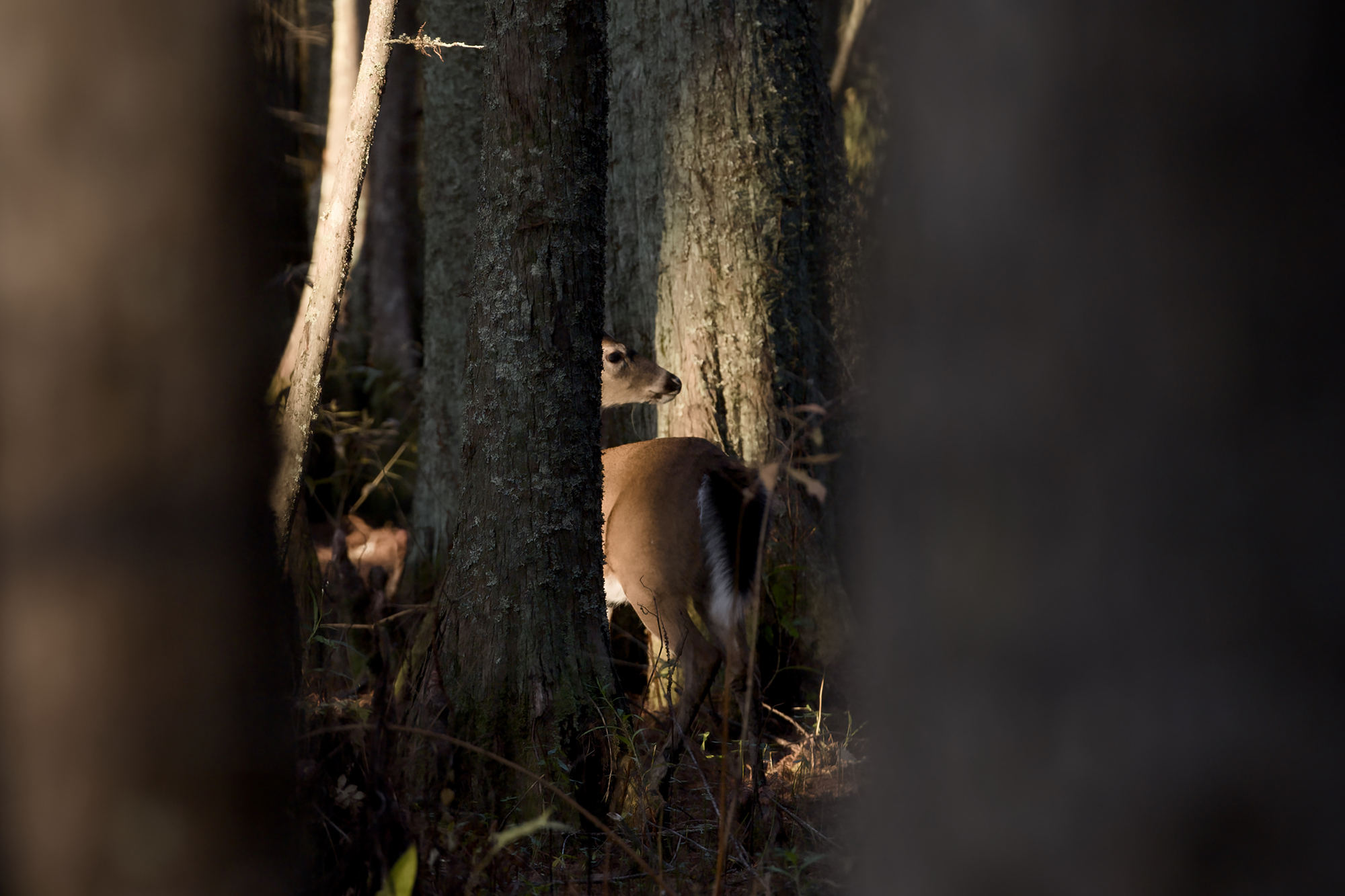 A recent visit to Mattamuskeet National Wildlife Refuge offered little in the way of migratory waterfowl viewing for which it's known but did yield this glimpse of a whitetail doe through the trees. The refuge, which was established in 1934, spans some 50,000 acres, including the 40,000-acre Lake Mattamuskeet, the largest natural lake in North Carolina. Photo: Kip Tabb