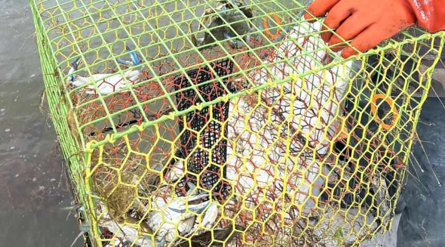 A commercial fisher loads an abandoned crab pot retrieved from state waters during a past Lost Fishing Gear Recovery Project. Photo: N.C. Coastal Federation