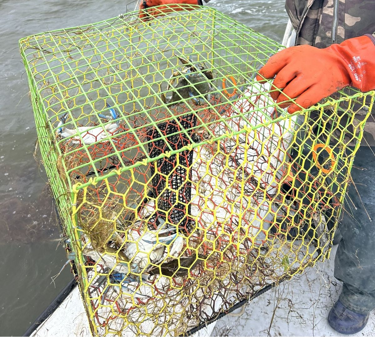 A commercial fisher loads an abandoned crab pot retrieved from state waters during a past  Lost Fishing Gear Recovery Project. Photo: N.C. Coastal Federation