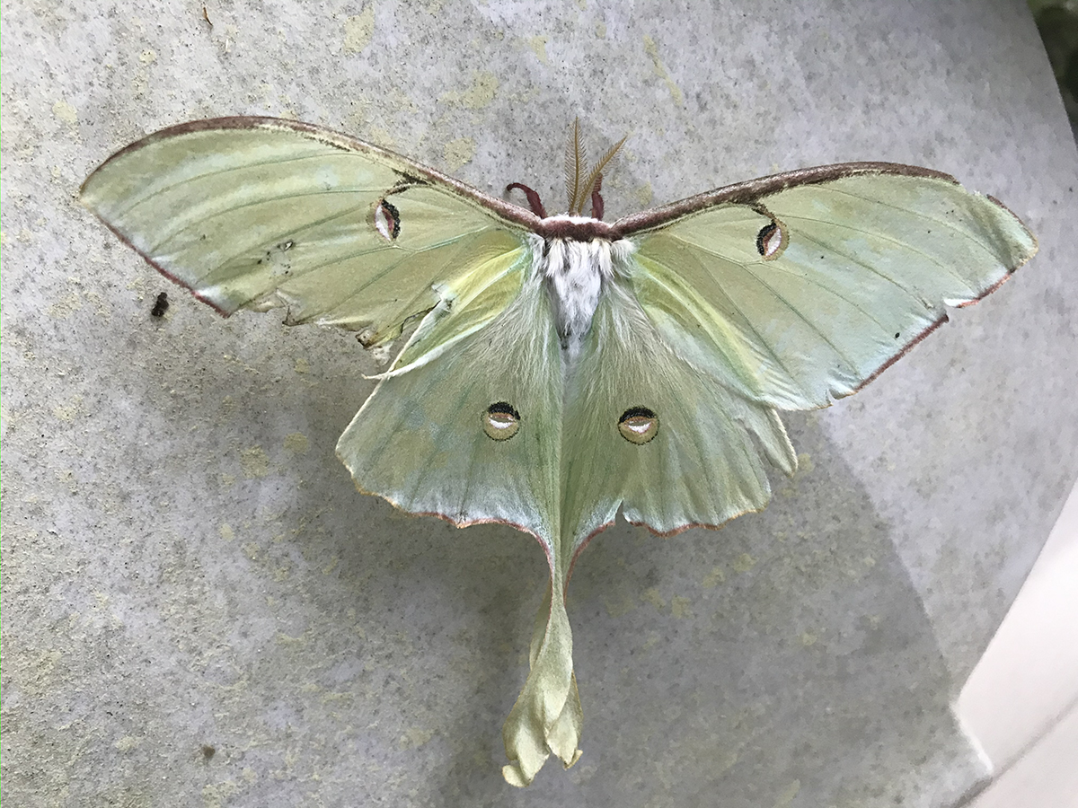 Gorgeous and rarely seen, nocturnal luna moths (Actias luna) only live for seven to 10 days. One of the largest moths in the U.S., it has no mouthparts and no digestive system. Its sole purpose is to reproduce. Photo: Heidi Skinner