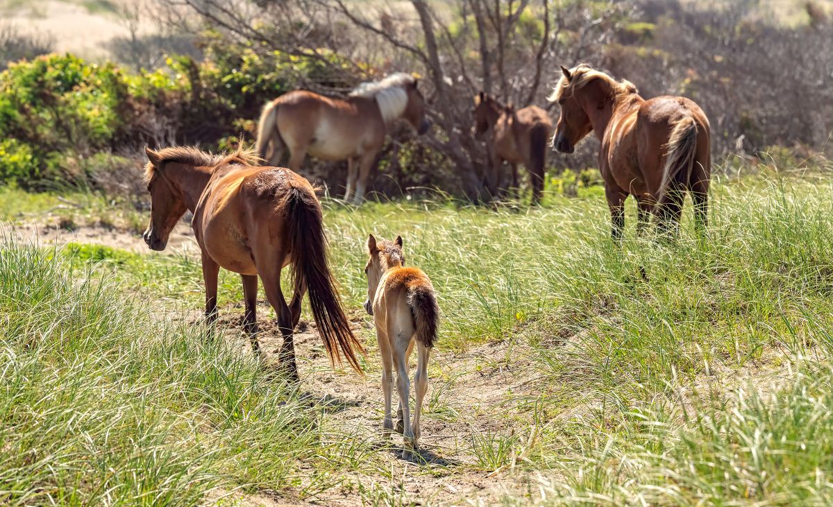 The wild horses in mid-June on the west end of Shackleford Banks. Photo: Laura Palazzolo