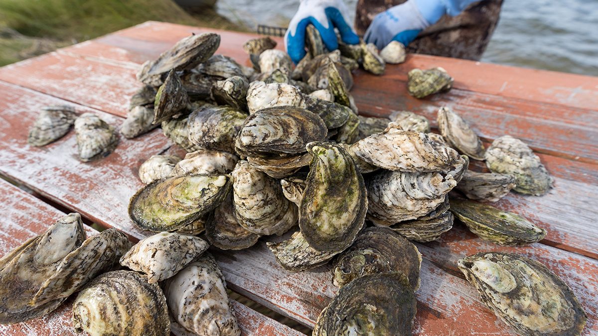The National Oceanic and Atmospheric Administration has funded a program to strengthen and expand North Carolina's rapidly growing shellfish mariculture industry. Photo: Justin Kase Conder