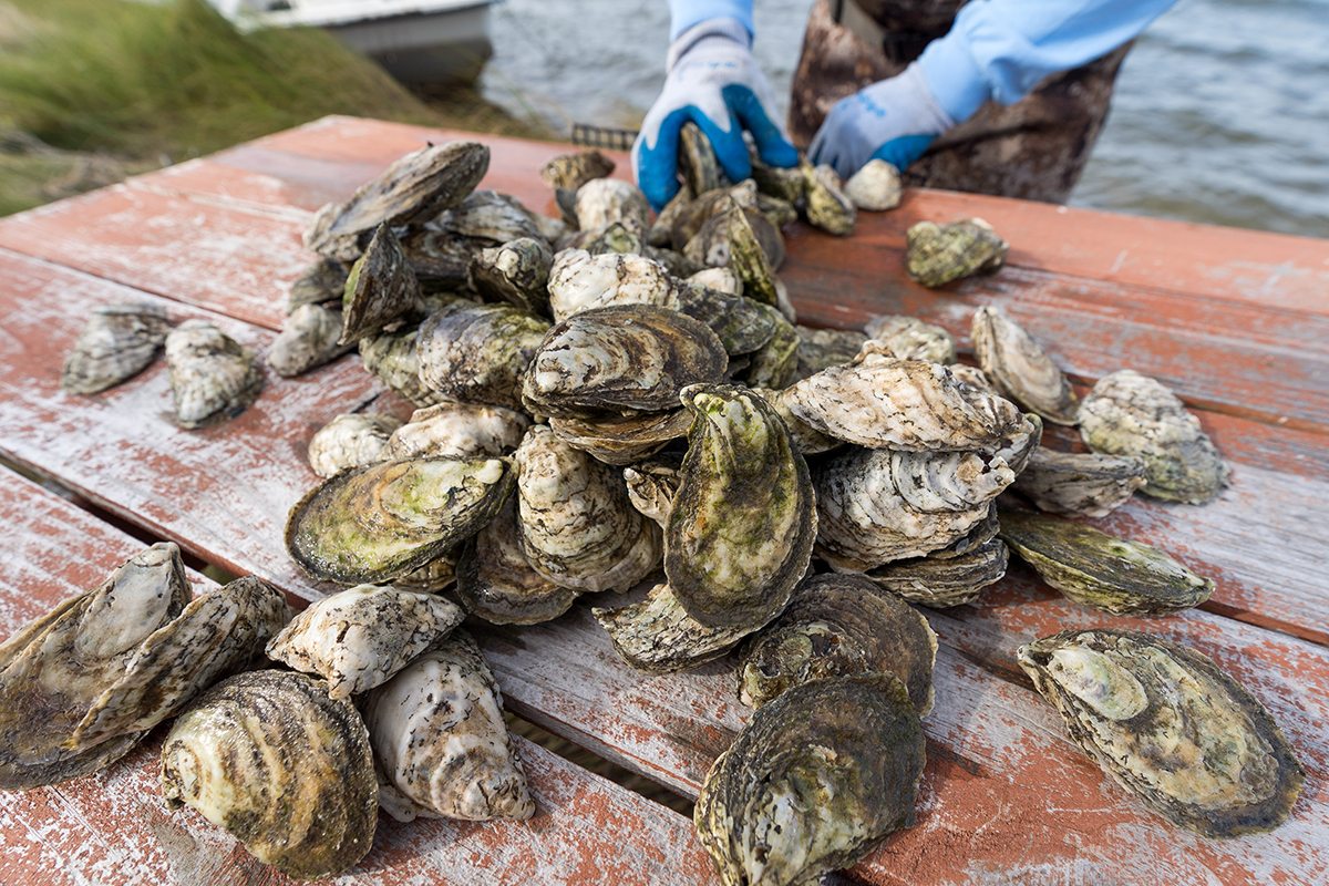 The National Oceanic and Atmospheric Administration has funded a program to strengthen and expand North Carolina's rapidly growing shellfish mariculture industry. Photo: Justin Kase Conder