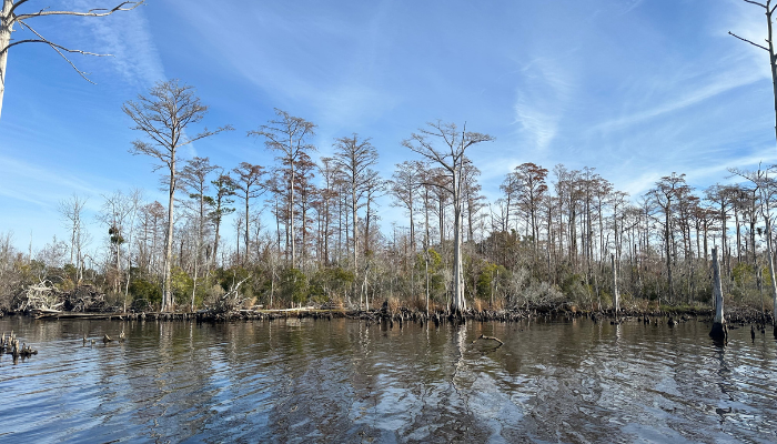 North Carolina Coastal Land Trust has transferred Pasquotank River Preserve to the state. Photo: Brian Rubino, Coastal Land Trust