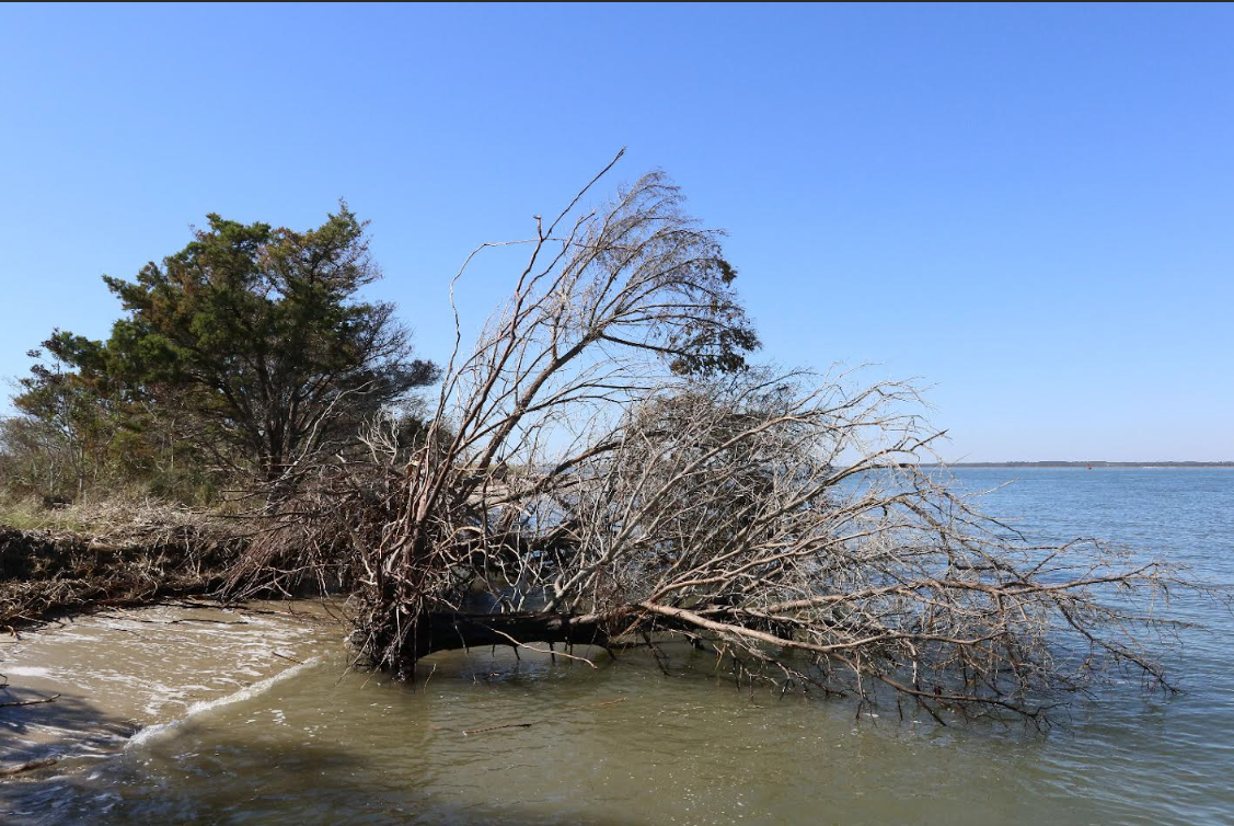 A tree toppled by severe erosion along the western shore of Battery Island lies in the waters of the lower Cape Fear River. Photo: Lindsay Addison, Audubon North Carolina