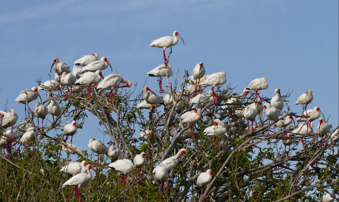Each year, thousands of white ibis nest on Battery Island in the lower Cape Fear River. Photo: Audubon North Carolina