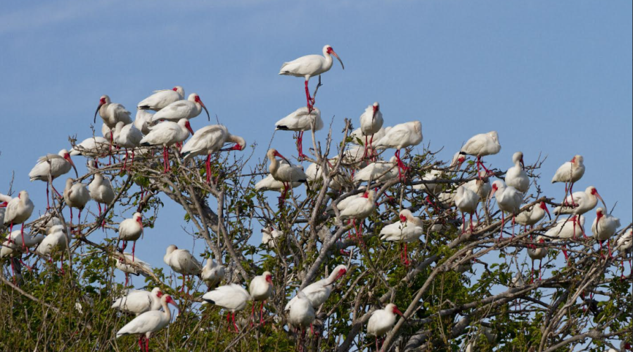 Each year, thousands of white ibis nest on Battery Island in the lower Cape Fear River. Photo: Audubon North Carolina