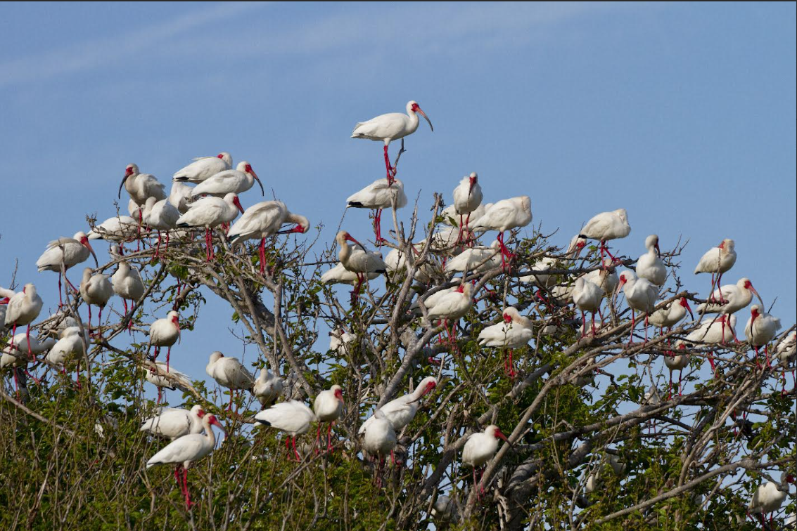 Each year, thousands of white ibis nest on Battery Island in the lower Cape Fear River. Photo: Audubon North Carolina