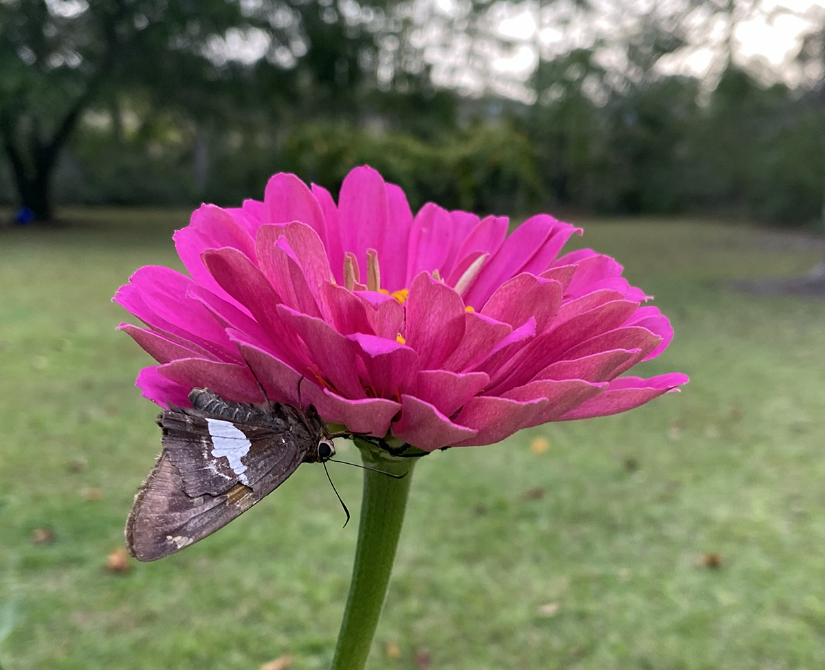 A silver-spotted skipper (Epargyreus clarus) snoozes under a zinnia bloom. Photo: Heidi Skinner