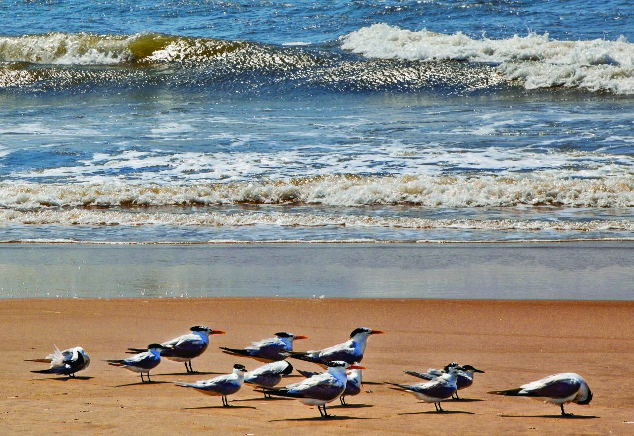 Shorebirds. Photo: John Riggs