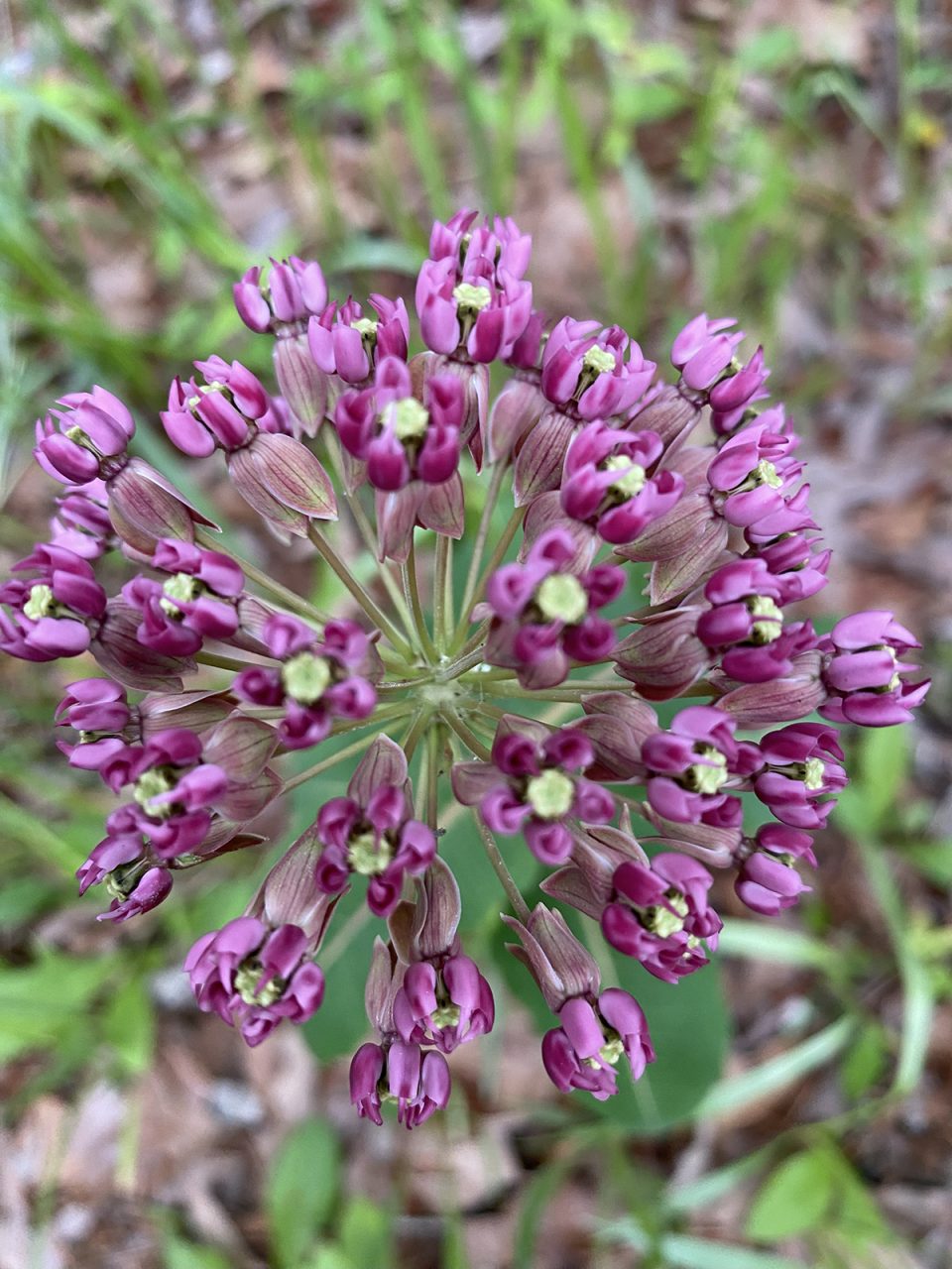 The tiny blooms of swamp milkweed (Asclepias incarnata) are shown up close. Photo: Heidi Skinner
