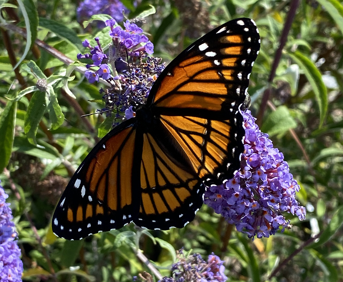 This viceroy uses its Mullerian mimicry, posing as a Monarch. Photo: Heidi Skinner