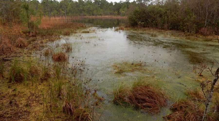 Example of an isolated wetland at Boiling Spring Lakes Preserve in Brunswick County. Photo: Courtesy, ncwetlands.org