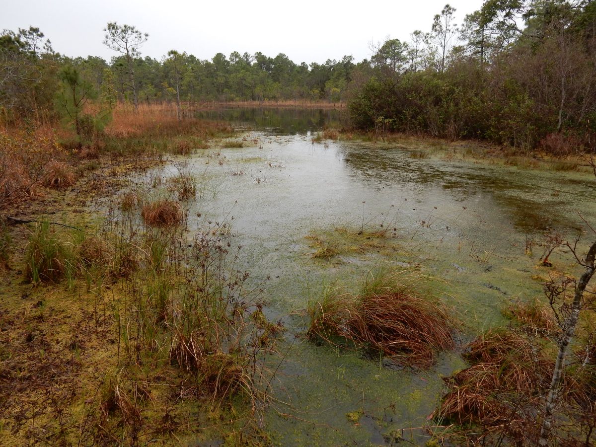 An example of isolated wetlands is shown here are at Boiling Spring Lakes Preserve in Brunswick County. Photo: ncwetlands.org