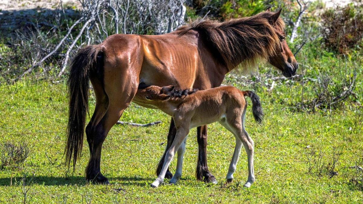 The foal nurses shortly after birth in mid-June on the west end of Shackleford Banks. Photo: Laura Palazzolo