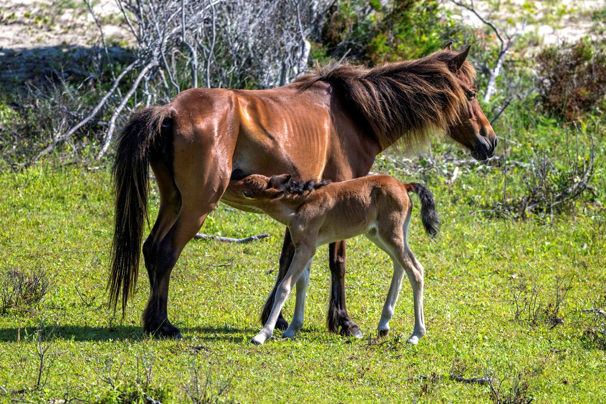 The foal nurses three days after being born in mid-June on the west end of Shackleford Banks. Photo: Laura Palazzolo