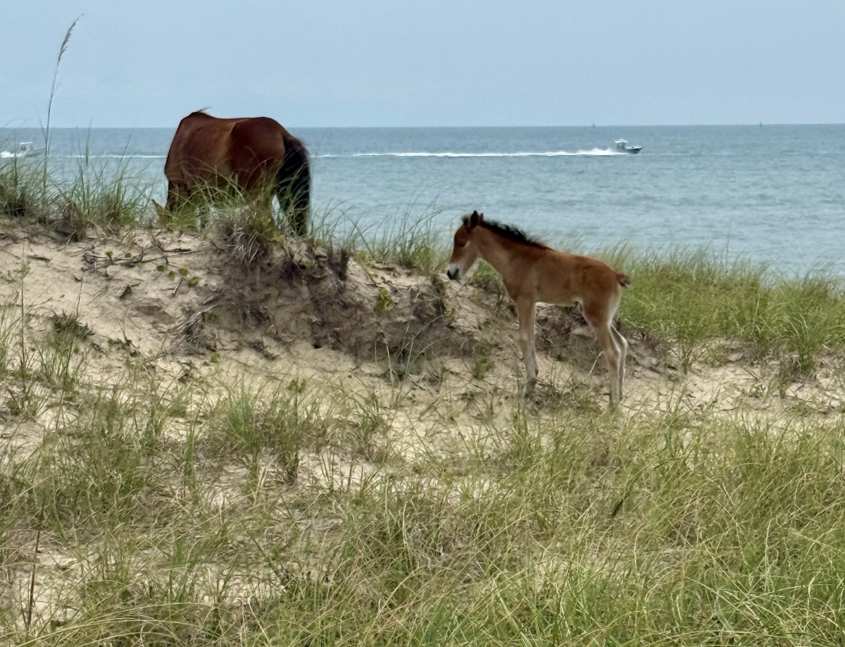 Photo of mare and foal on shackleford Banks taken at least 50 feet away with a smart phone. Photo: Deb Walker