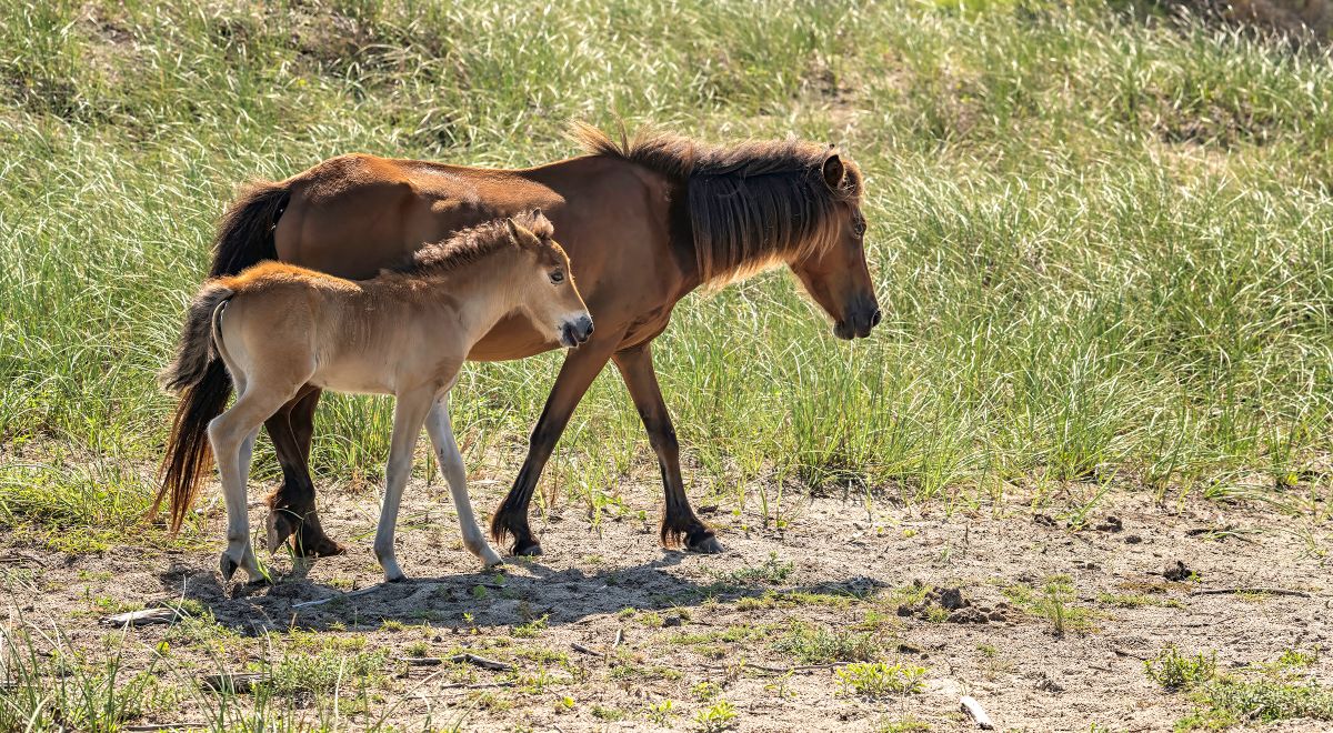 The filly, foreground, was born in June on the west end of Shackleford Banks. Photo: Laura Palazzolo