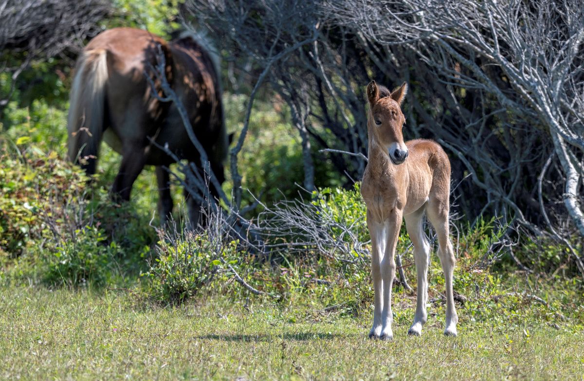 The filly, at a week old, seems curious about her surroundings while the mare grazes. Photo: Laura Palazzolo