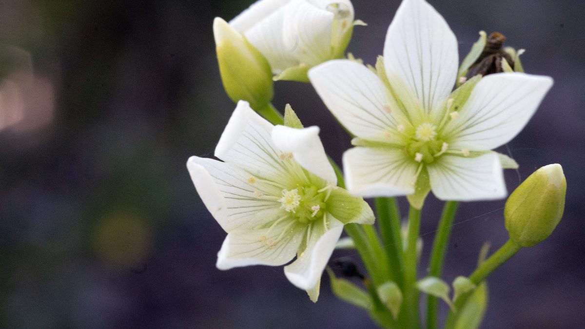 A Venus flytrap shows off its perhaps little-appreciated blooms, which are often overlooked, as compared with the other, better-known, insect-trapping attributes of this carnivorous plant that's native only to a roughly 90-mile stretch of the North Carolina coast between Wilmington and Morehead City. Photo: Mark Hibbs
