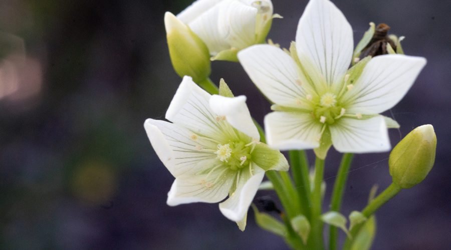 A Venus flytrap shows off its perhaps little-appreciated blooms, which are often overlooked, as compared with the other, better-known, insect-trapping attributes of this carnivorous plant that's native only to a roughly 90-mile stretch of the North Carolina coast between Wilmington and Morehead City. Photo: Mark Hibbs