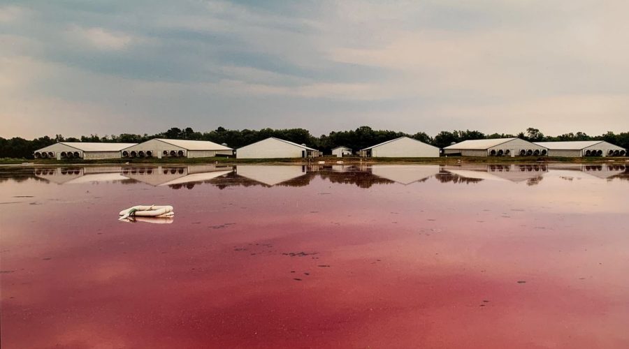 NCDEQ explains on its website that the pink color of the lagoon in this photo is indicative of healthy microbial activity in a swine lagoon.