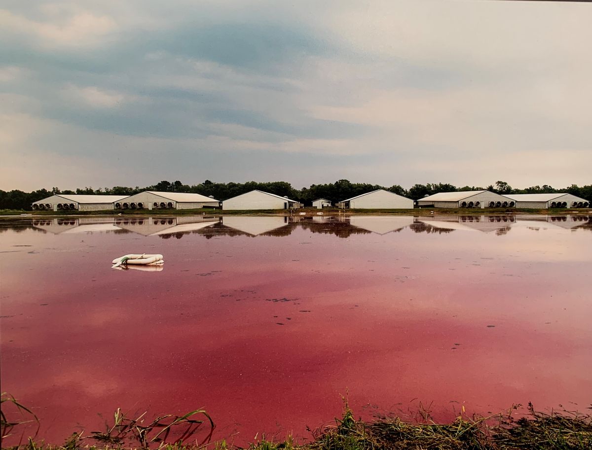 NCDEQ explains on its website that the pink color of the lagoon in this photo is indicative of healthy microbial activity in a swine lagoon.