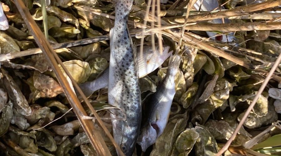 Cold-stunned spotted seatrout along the Newport River in 2025. Photo: Chris Batsavage/NCDOT