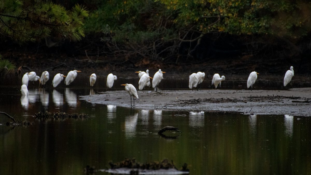A siege of herons take refuge Monday from high winds near Russell Creek in Beaufort. Photo: Dylan Ray