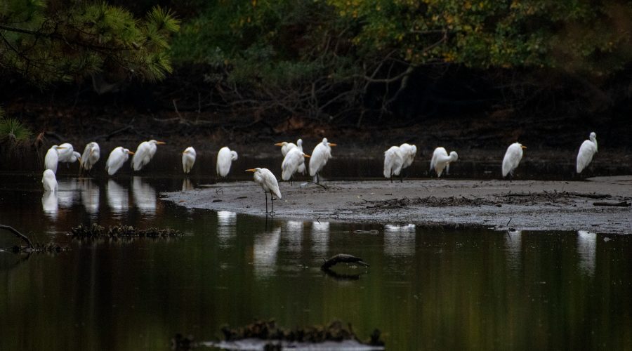 A siege of herons take refuge Monday from high winds near Russell Creek in Beaufort. Photo: Dylan Ray