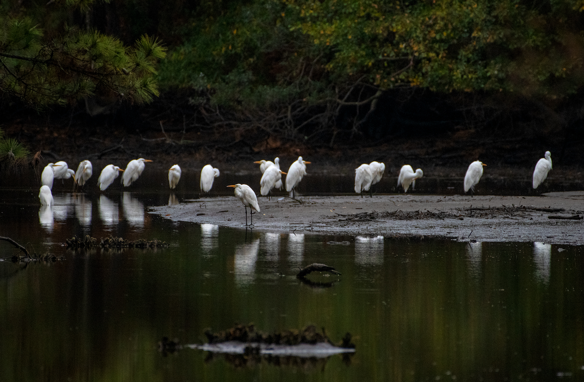 A siege of herons take refuge Monday from high winds near Russell Creek in Beaufort. Photo: Dylan Ray