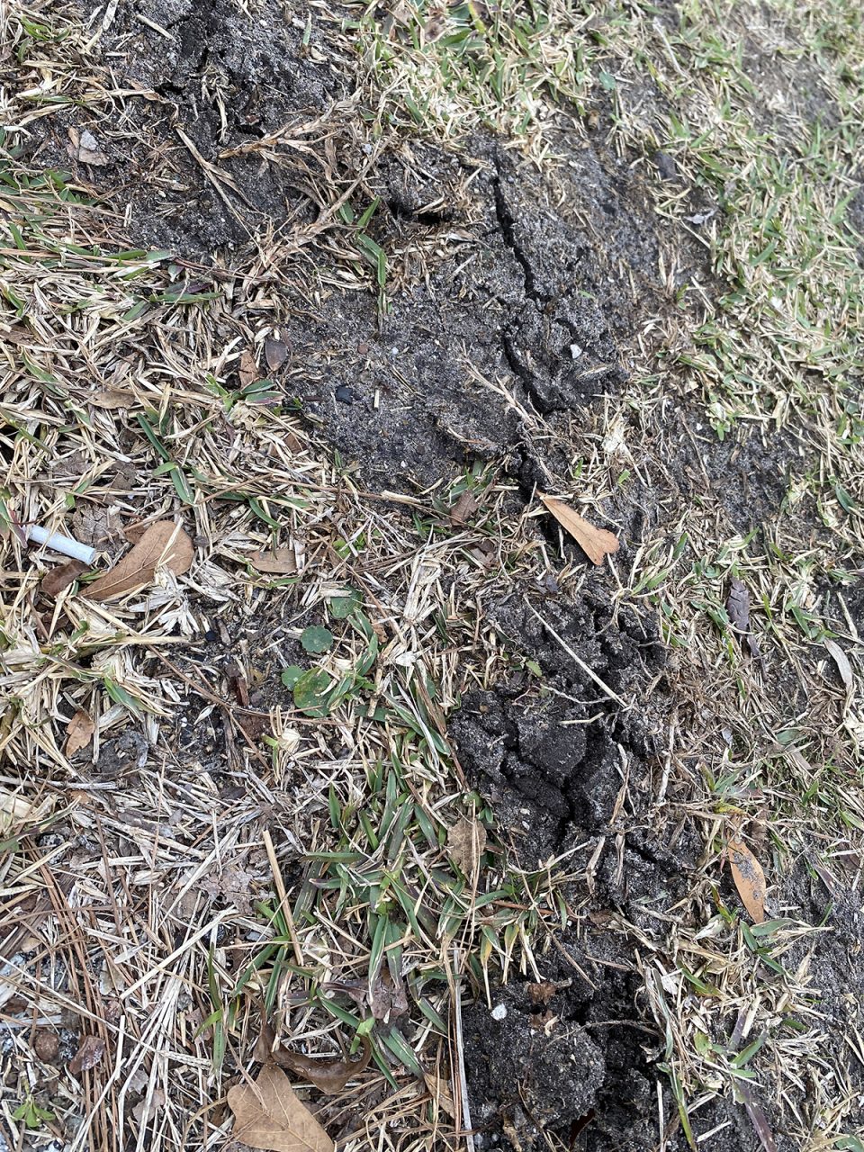 This surface-level, ankle-turning evidence indicates the presence of a critter tunneling its way through a patch of grass. Photo: Heidi Skinner
