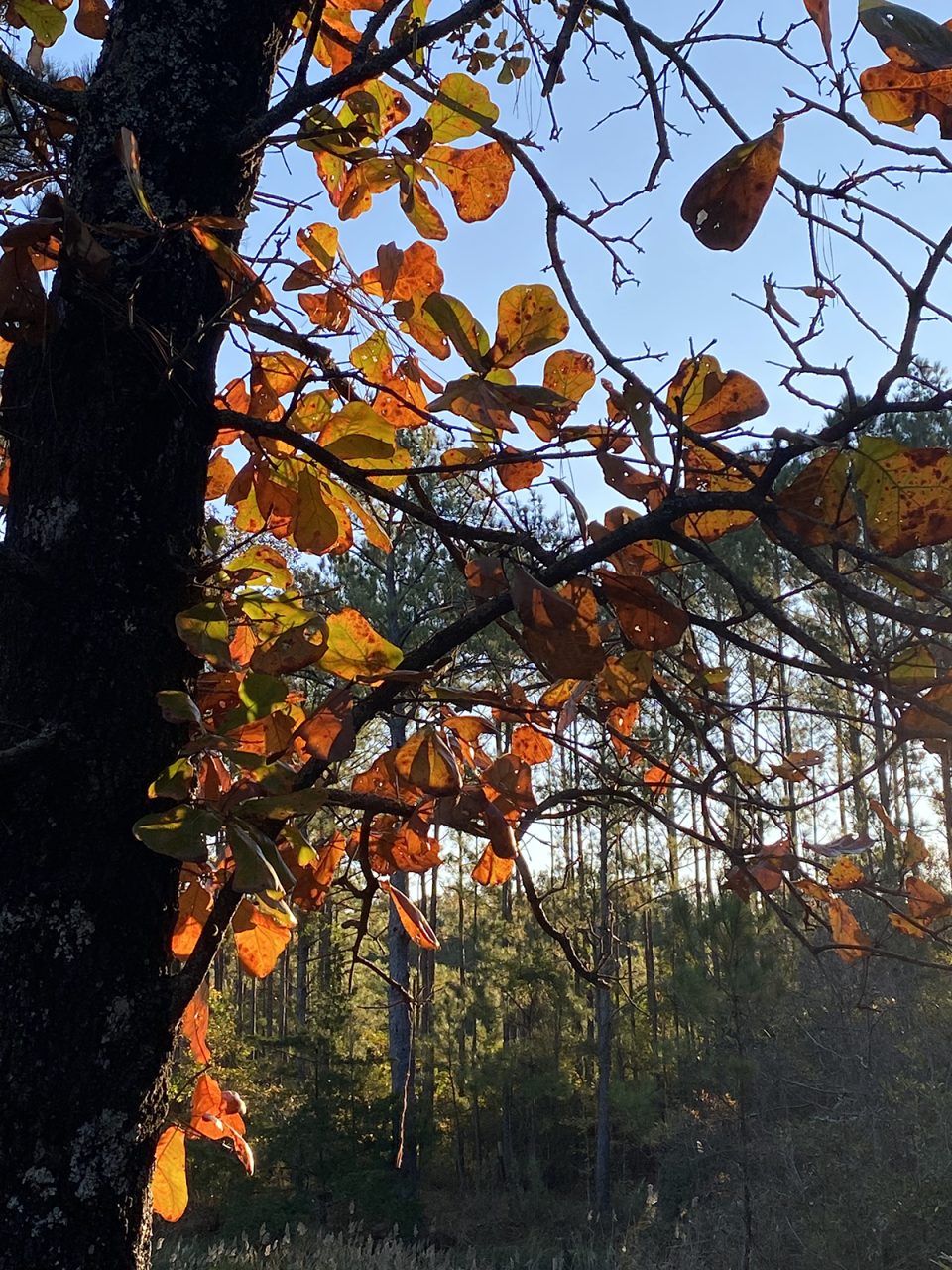 Oak leaves turned into stained glass by the angle of the sun. Photo: Heidi Skinner