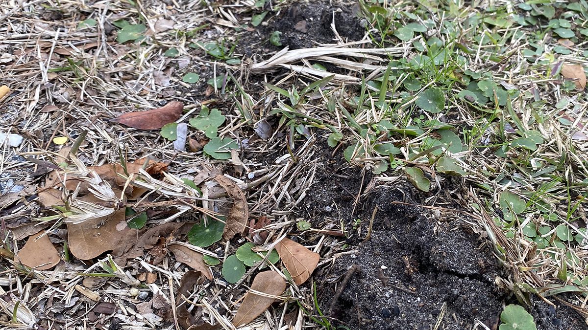 Tunneling critters, as evidenced here, help enrich the soil by moving soil around and by incorporating leaves and other organic material into the soil. Photo: Heidi Skinner