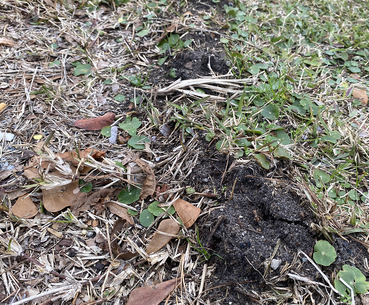 Tunneling critters, as evidenced here, help enrich the soil by moving soil around and by incorporating leaves and other organic material into the soil. Photo: Heidi Skinner