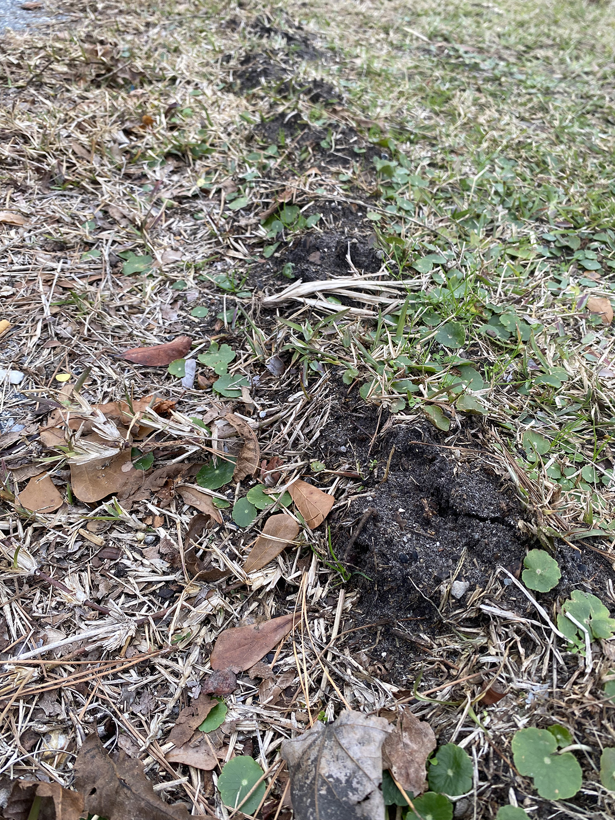 Tunneling critters, as evidenced here, help enrich the soil by moving soil around and by incorporating leaves and other organic material into the soil. Photo: Heidi Skinner