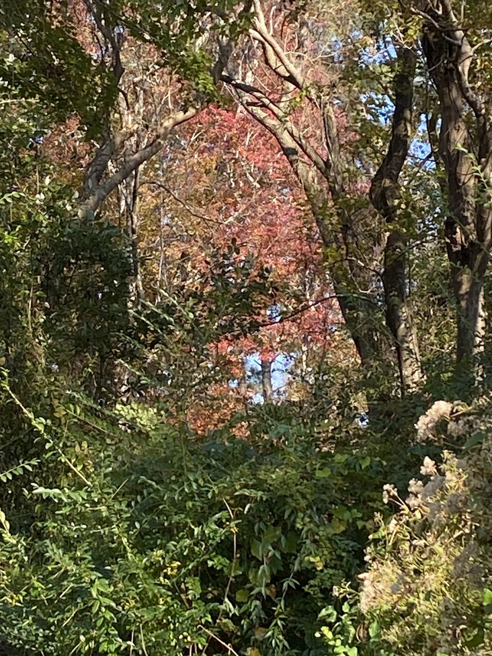 An archway of branches frames a brilliant red maple in the spotlight. Photo: Heidi Skinner