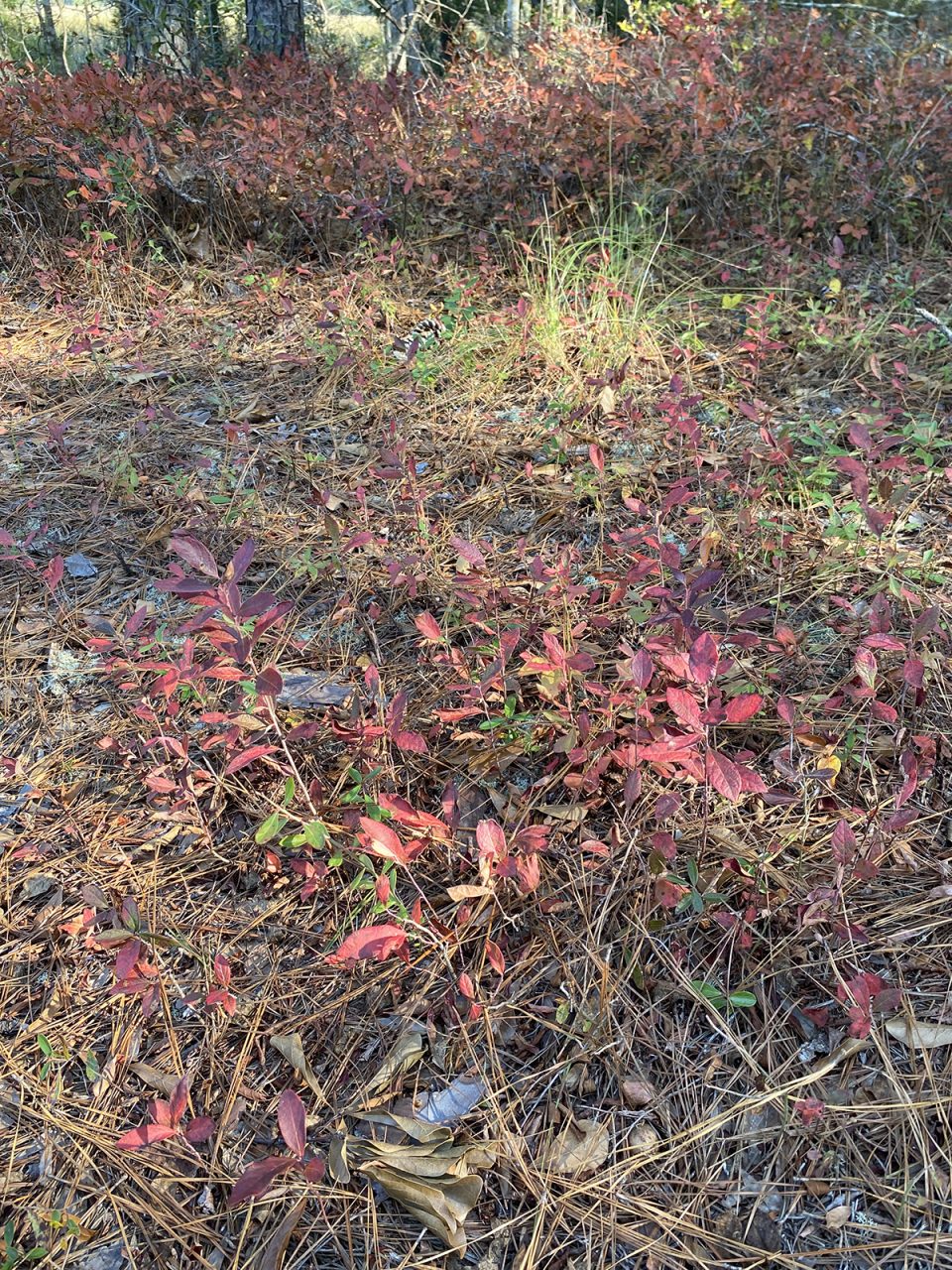 The vibrant red of our native blueberries, along with some native grasses, provide a gorgeous palette of colors. Photo: Heidi Skinner