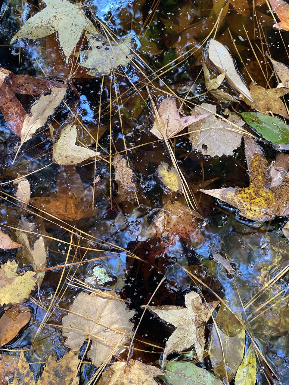 These sparkles, looking like stars or maybe glitter, are actually tiny pieces of disintegrating leaves caught in a puddle. Photo: Heidi Skinner