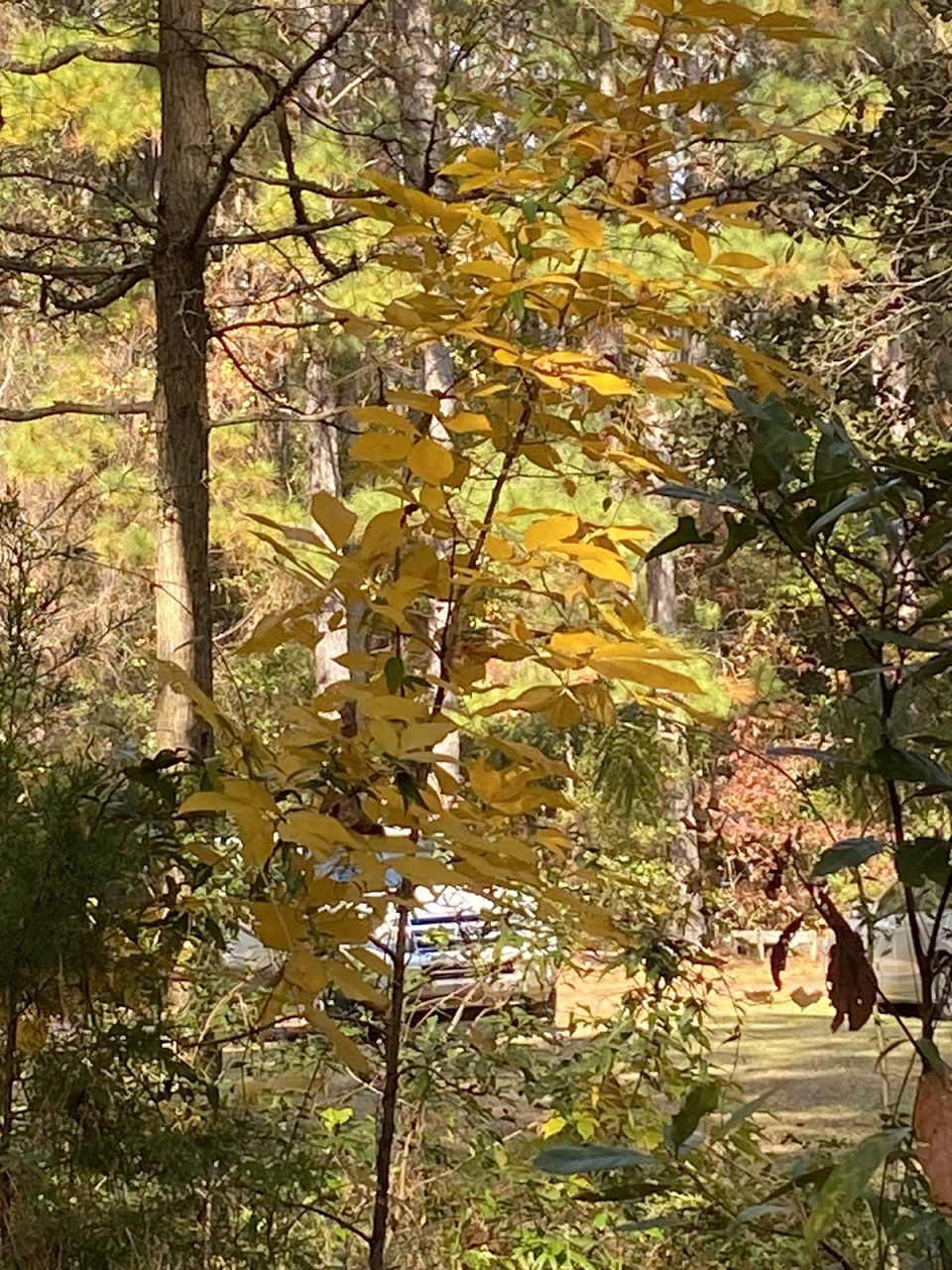 The glowing column of a hickory sapling, here courtesy of one of our squirrels. Photo: Heidi Skinner