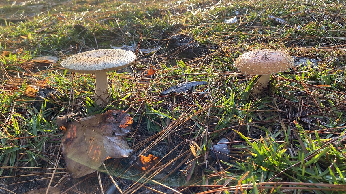 Backlit by the sun, these toadstools and leaves put on a show. Photo: Heidi Skinner