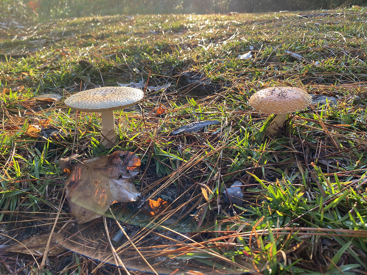 Backlit by the sun, these toadstools and leaves put on a show. Photo: Heidi Skinner