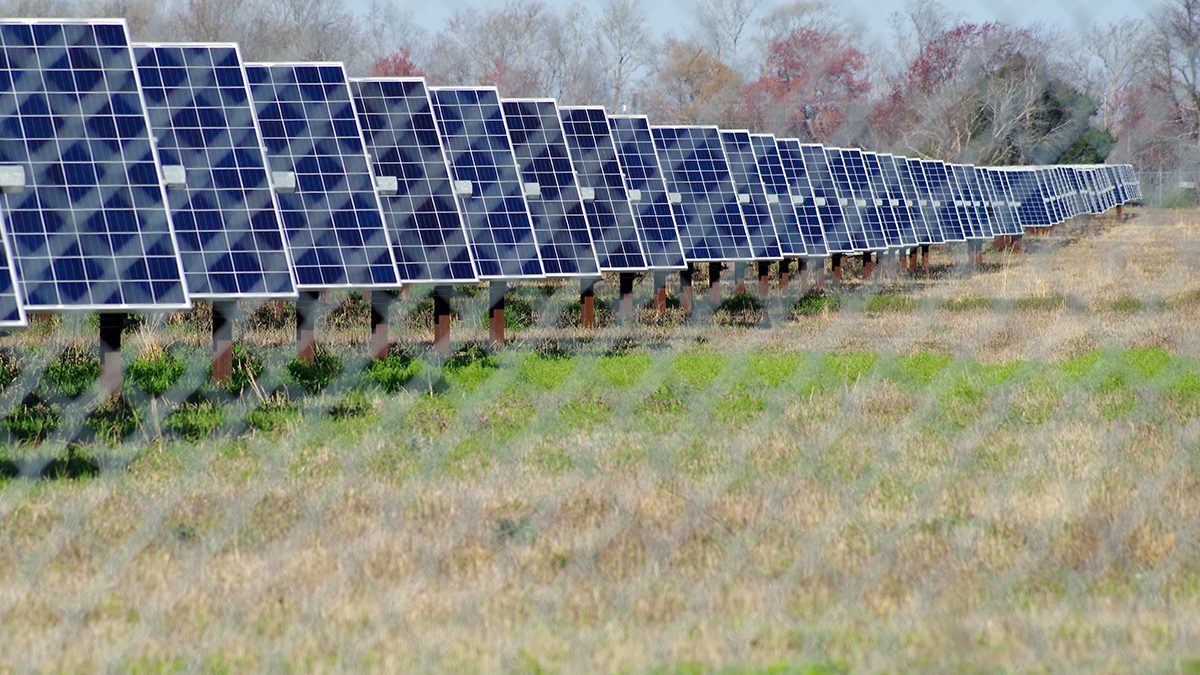Solar panels extend into the distance at a solar power array in eastern North Carolina. Photo: Mark Hibbs