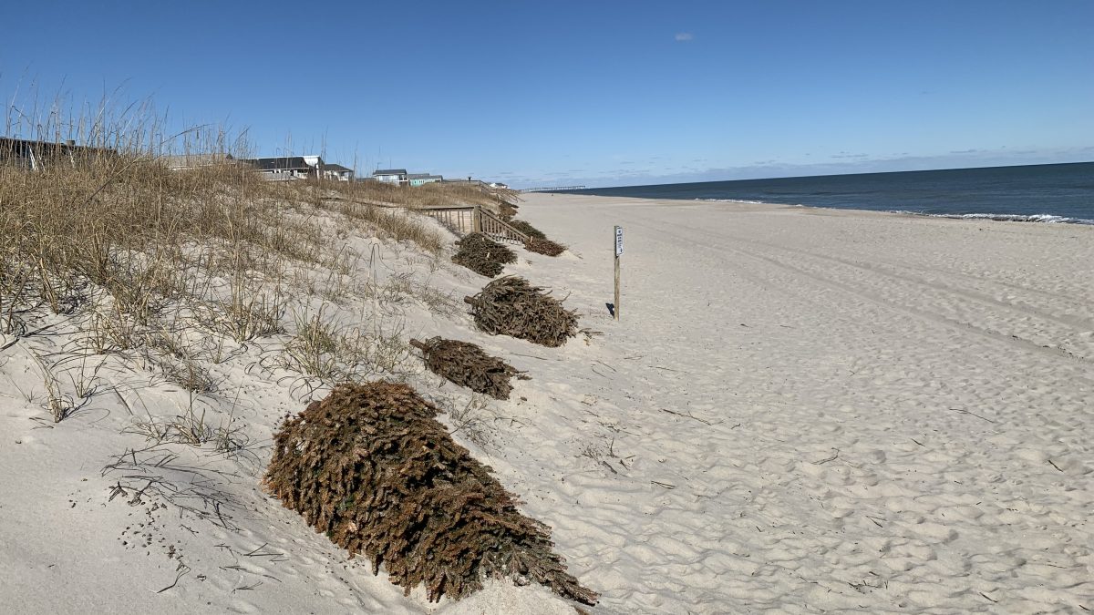 Locally donated, undecorated natural Christmas trees may be used as a substitute for traditional sand fencing to trap blowing sand. Photo: Division of Coastal Management