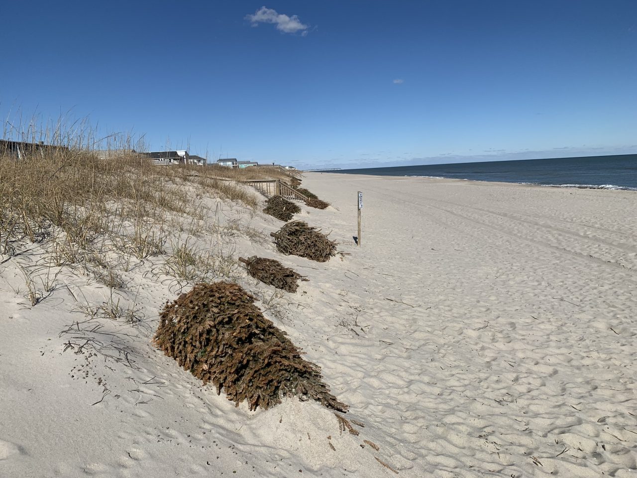 Locally donated, undecorated natural Christmas trees may be used as a substitute for traditional sand fencing to trap blowing sand. Photo: Division of Coastal Management