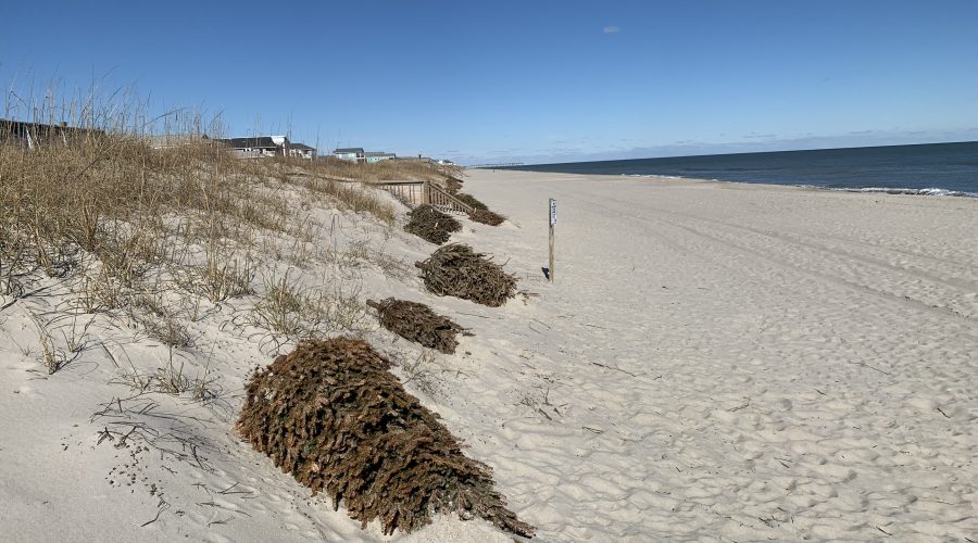 Locally donated, undecorated natural Christmas trees may be used as a substitute for traditional sand fencing to trap blowing sand. Photo: Division of Coastal Management